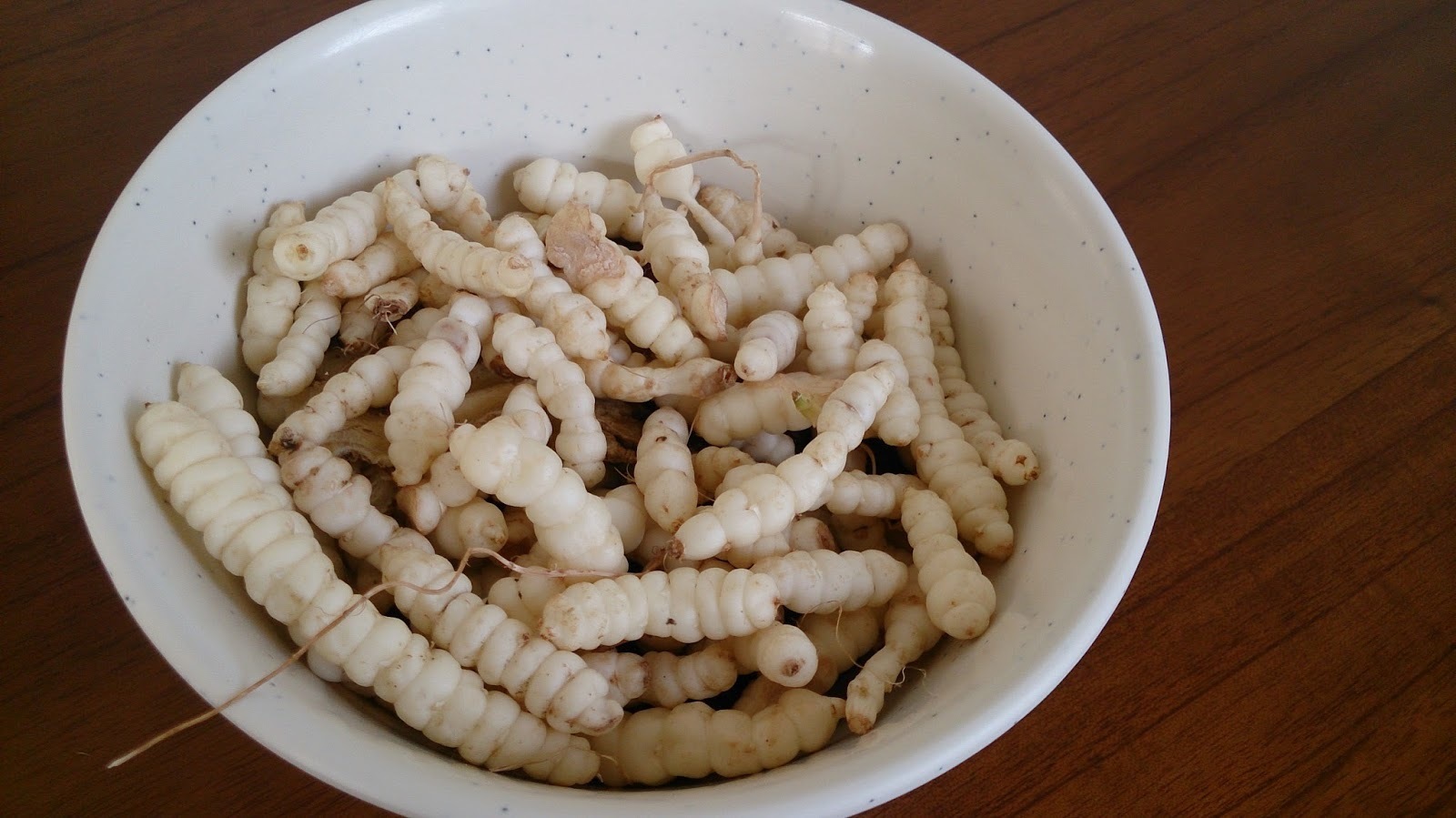 夏は植物 冬は虫になる生き物ってな んだ 台湾在住ユンママが教える 移住 旅行 グルメなび